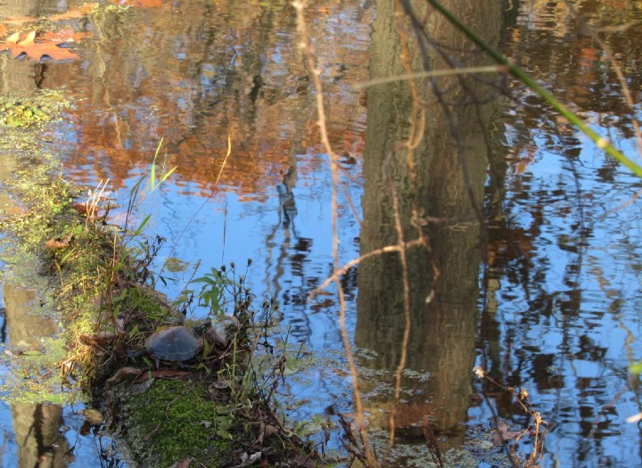 Midland Painted Turtle